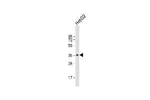 Anti-FOSBAntibody (Center) at 1:1000 dilution + HepG2 whole cell lysate Lysates/proteins at 20 μg per lane. (FOSB Antikörper  (AA 122-149))