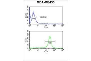 Flow cytometric analysis of MDA-MB435 cells using GSTK1 Antibody (Center) Cat.