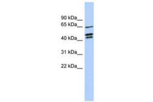 Image no. 1 for anti-Zinc Finger Protein 578 (ZNF578) (AA 107-156) antibody (ABIN6741085) (ZNF578 Antikörper  (AA 107-156))