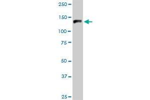 Western Blotting (WB) image for anti-General Transcription Factor III (GTF2I) (AA 1-976) antibody (ABIN516277)