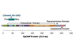Schematic representation of EpCAM and epitope recognized by EpCAM Mouse Monoclonal Antibody (VU-1D9). (EpCAM Antikörper)