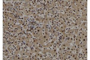 ABIN6272987 at 1/100 staining Human liver tissue by IHC-P. (ARL3 Antikörper  (C-Term))