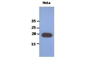 The extracts of HeLa (40ug) were resolved by SDS-PAGE, transferred to PVDF membrane and probed with anti-human PAIP2 antibody (1:1000). (PAIP2 Antikörper)