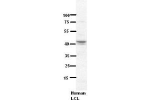 WB Suggested Anti-NDUFV3 Antibody Titration:  5% Milk  ELISA Titer:  dilution: 1:500  Positive Control:  Human LCL
