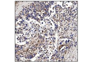 IHC analysis of POGLUT1 using anti-POGLUT1 antibody (ABIN7602910). (POGLUT1 Antikörper  (C-Term))