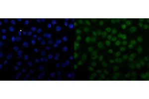 IF analysis of SNRPN using anti-SNRPN antibody (ABIN3043934). (SNRPN Antikörper  (N-Term))