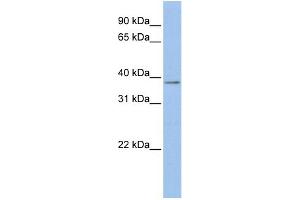 WB Suggested Anti-MSLN Antibody Titration:  0. (Mesothelin Antikörper  (Middle Region))