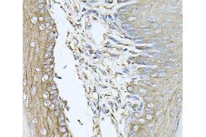 Immunohistochemistry of paraffin-embedded Mouse skin using CALU Polyclonal Antibody at dilution of 1:100 (40x lens). (CALU Antikörper)
