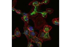 Immunofluorescence analysis of HepG2 cells using APOB monoclonal antibody, clone 6G6  (green).