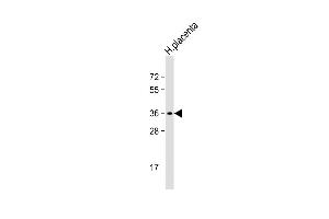 Anti-OR8A1 Antibody (N-term) at 1:500 dilution + human placenta lysate Lysates/proteins at 20 μg per lane. (OR8A1 Antikörper  (N-Term))