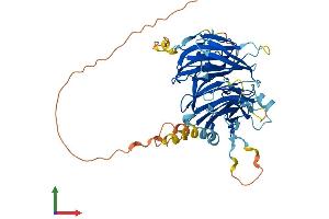 Protein Structure (PS) image for DDB1 and CUL4 Associated Factor 12-Like 1 (DCAF12L1) (AA 1-463) protein (His tag) (ABIN7546950)