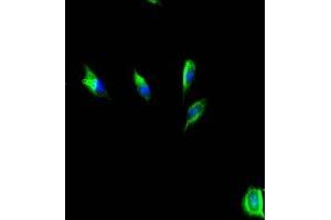 Immunofluorescent analysis of U251 cells using ABIN7155960 at dilution of 1:100 and Alexa Fluor 488-congugated AffiniPure Goat Anti-Rabbit IgG(H+L) (HAS3 Antikörper  (AA 339-553))
