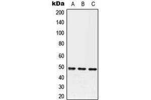 Western blot analysis of Serpin A3 expression in HEK293T (A), Raw264. (SERPINA3 Antikörper  (Center))