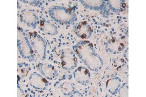 Used in DAB staining on fromalin fixed paraffin- embedded stomach tissue (HSF4 Antikörper  (AA 171-284))