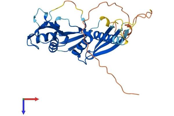 RDM1 Protein (AA 1-281) (His tag)