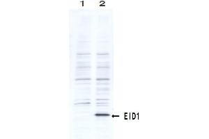 Western Blotting (WB) image for anti-EP300 Interacting Inhibitor of Differentiation 1 (EID1) (AA 159-187) antibody (ABIN3201016) (EID1 Antikörper  (AA 159-187))