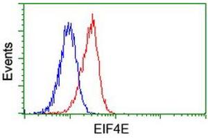 Image no. 2 for anti-Eukaryotic Translation Initiation Factor 4E (EIF4E) antibody (ABIN1497984) (EIF4E Antikörper)