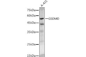 Western blot analysis of extracts of A-431 cells, using GSDMD antibody (ABIN7267352) at 1:1000 dilution.