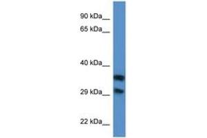 Image no. 1 for anti-Methylthioribose-1-Phosphate Isomerase 1 (Mri1) (AA 94-143) antibody (ABIN6746834) (MRI1 Antikörper  (AA 94-143))