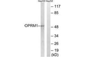 Western blot analysis of extracts from HepG2 cells, using OPRM1 Antibody. (Mu Opioid Receptor 1 Antikörper  (AA 21-70))