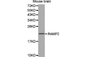 Western Blotting (WB) image for anti-Receptor (G Protein-Coupled) Activity Modifying Protein 2 (RAMP2) (AA 1-145) antibody (ABIN3017321) (RAMP2 Antikörper  (AA 1-145))