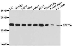 Western blot analysis of extracts of various cell lines, using RPL23A antibody. (RPL23A Antikörper  (AA 1-156))