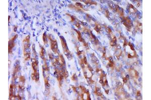 Paraformaldehyde-fixed, paraffin embedded Rat stomach Antigen retrieval by boiling in sodium citrate buffer (pH6. (IRS1 Antikörper  (pSer1101))