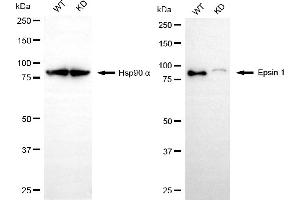 Western blotting analysis using epsin 1 antibody (ABIN7798486). (Rekombinanter Epsin 1 Antikörper)