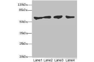 Western blot All lanes: CLK1antibody at 3. (CLK1 Antikörper  (AA 1-130))