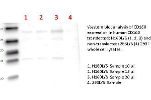 Image no. 1 for CD160 (human): 293T Lysate (ABIN1112255) (CD160 (human): 293T Lysate)