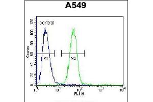 Flow cytometric analysis of A549 cells (right histogram) compared to a negative control cell (left histogram). (RFWD2 Antikörper  (N-Term))