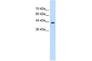 PCYT2 antibody used at 2.