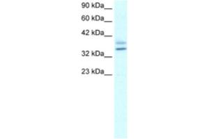 Western Blotting (WB) image for anti-Ets Homologous Factor (EHF) antibody (ABIN2460300) (EHF Antikörper)