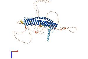 Junctophilin 1 Protein (JPH1) (AA 1-661) (His tag)