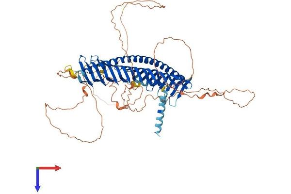 Junctophilin 1 Protein (JPH1) (AA 1-661) (His tag)
