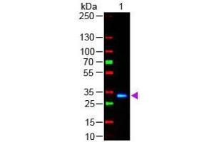 Western Blot of Goat anti-F(ab')2 HUMAN IgG F(c) Antibody Fluorescein Conjugated Pre-Adsorbed Lane 1: Human Fc Load: 50 ng per lane Secondary antibody: F(ab')2 HUMAN IgG F(c) Antibody Fluorescein Conjugated Pre-Adsorbed at 1:1,000 for 60 min at RT Block: ABIN925618 for 30 min at RT (Ziege anti-Human IgG (Fc Region) Antikörper (FITC) - Preadsorbed)