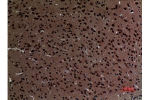 Immunohistochemistry (IHC) analysis of paraffin-embedded Mouse Brain, antibody was diluted at 1:100. (Striatin Antikörper  (C-Term))
