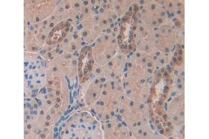 Used in DAB staining on fromalin fixed paraffin- embedded kidney tissue (NR0B2 Antikörper  (AA 1-260))