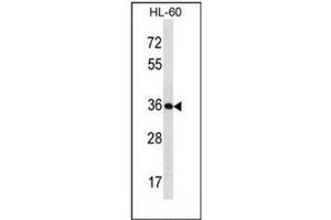 Western blot analysis of KLK9 / Kallikrein-9 Antibody (Center) in HL-60 cell line lysates (35ug/lane). (Kallikrein 9 Antikörper  (Middle Region))