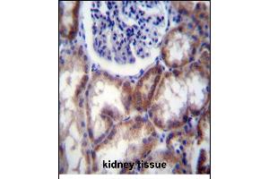 HYAL2 Antibody (Center) (ABIN656422 and ABIN2845714) immunohistochemistry analysis in formalin fixed and paraffin embedded human kidney tissue followed by peroxidase conjugation of the secondary antibody and DAB staining. (HYAL2 Antikörper  (AA 128-157))
