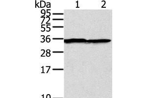 Western Blot analysis of A375 cell using STX3 Polyclonal Antibody at dilution of 1:400 (STX3 Antikörper)