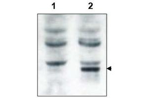 Image no. 1 for anti-GRP1 (General Receptor For phosphoinositides 1)-Associated Scaffold Protein (GRASP) (N-Term) antibody (ABIN401381) (Tamalin/GRASP Antikörper  (N-Term))