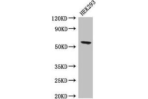 Western Blot Positive WB detected in: HEK293 whole cell lysate All lanes: BPI antibody at 4 μg/mL Secondary Goat polyclonal to rabbit IgG at 1/50000 dilution Predicted band size: 54 kDa Observed band size: 54 kDa (BPI Antikörper  (AA 149-362))