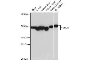 Western blot analysis of extracts of various cell lines, using ENO2 antibody (ABIN7266959) at 1:1000 dilution. (ENO2/NSE Antikörper)