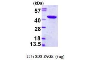PDZ Binding Kinase (PBK) (AA 1-322) protein (His tag)