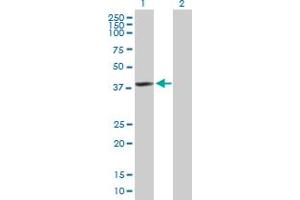 Western Blot analysis of HDAC11 expression in transfected 293T cell line by HDAC11 MaxPab polyclonal antibody. (HDAC11 Antikörper  (AA 1-347))