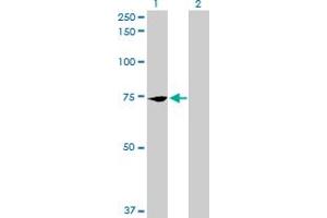 Western Blot analysis of PCK2 expression in transfected 293T cell line by PCK2 MaxPab polyclonal antibody. (PEPCK Antikörper  (AA 1-640))