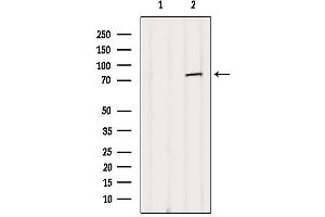 Western blot analysis of extracts from B16F10, using NUFIP2 Antibody. (NUFIP2 Antikörper  (Internal Region))