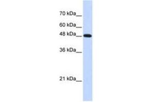 Image no. 1 for anti-Polymerase (DNA Directed), mu (POLM) (C-Term) antibody (ABIN6741273)