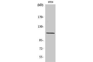 Western Blotting (WB) image for anti-rho/rac Guanine Nucleotide Exchange Factor (GEF) 2 (ARHGEF2) (Tyr427) antibody (ABIN3185377) (ARHGEF2 Antikörper  (Tyr427))